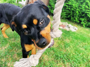 The dog chews the rope