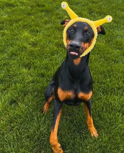 The fun dog sitting on green grass